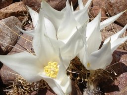 Gethyllis namaquensis flowers
